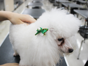 手作りリボンをモデル犬に☆